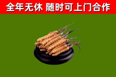 琼中市回收冬虫夏草